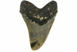 Fossil Megalodon Tooth - North Carolina #158195-2